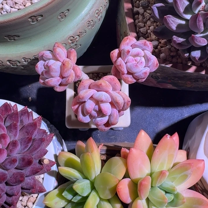 雪天使 3头 一物一拍