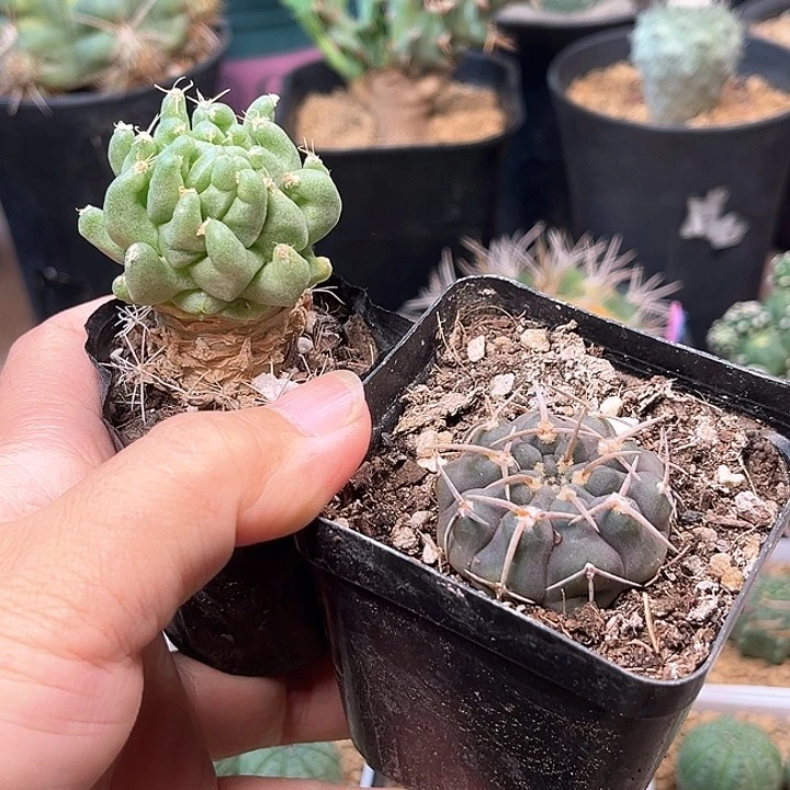 无花朵泰联菊+裸萼