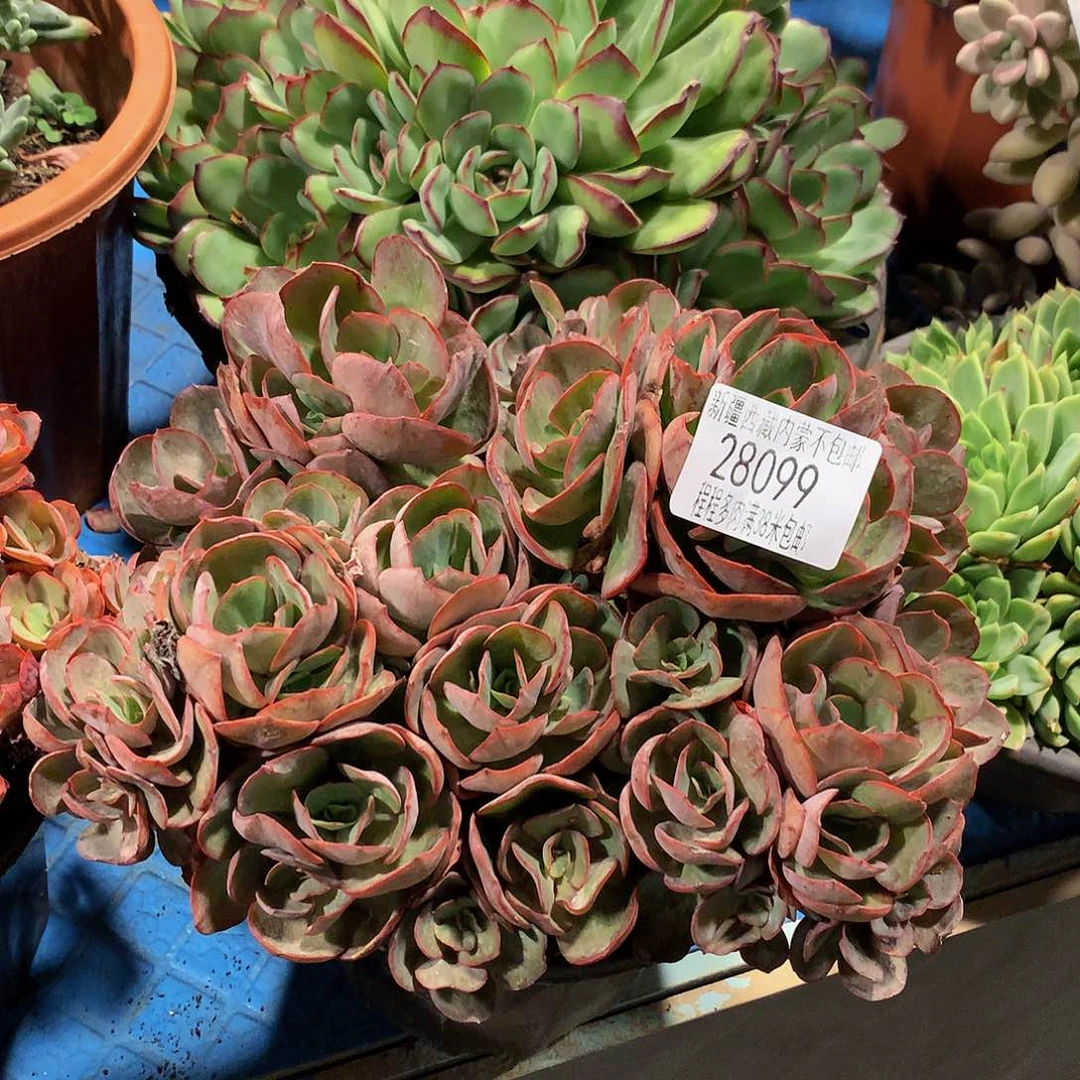 长****选秀妍28099多肉多肉