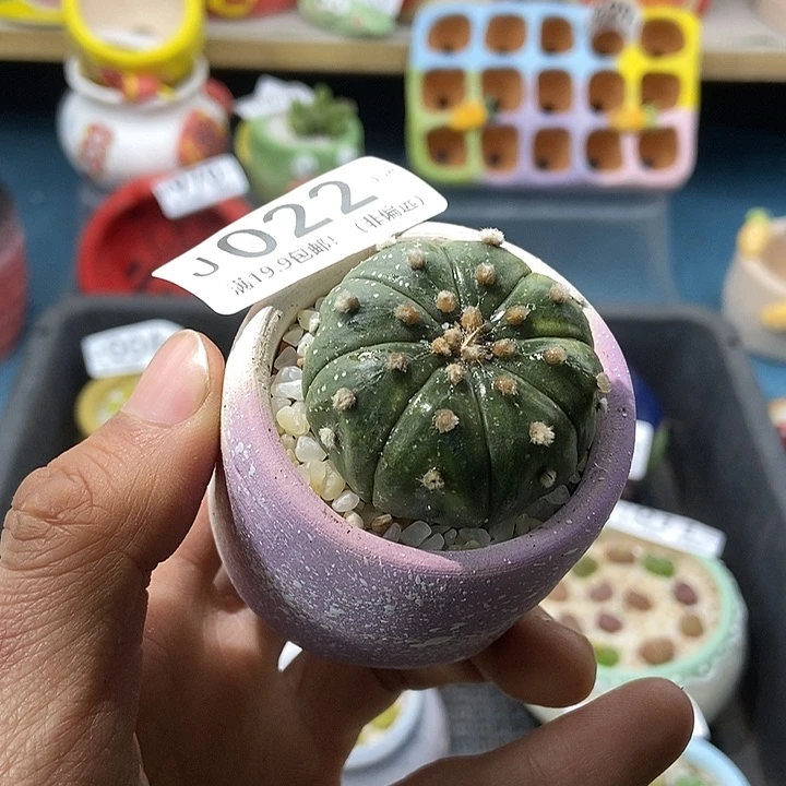 022大舅生石花肉锥多肉