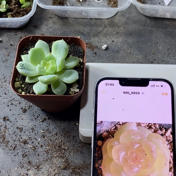 上盆黄甜心t10一个多肉量拍