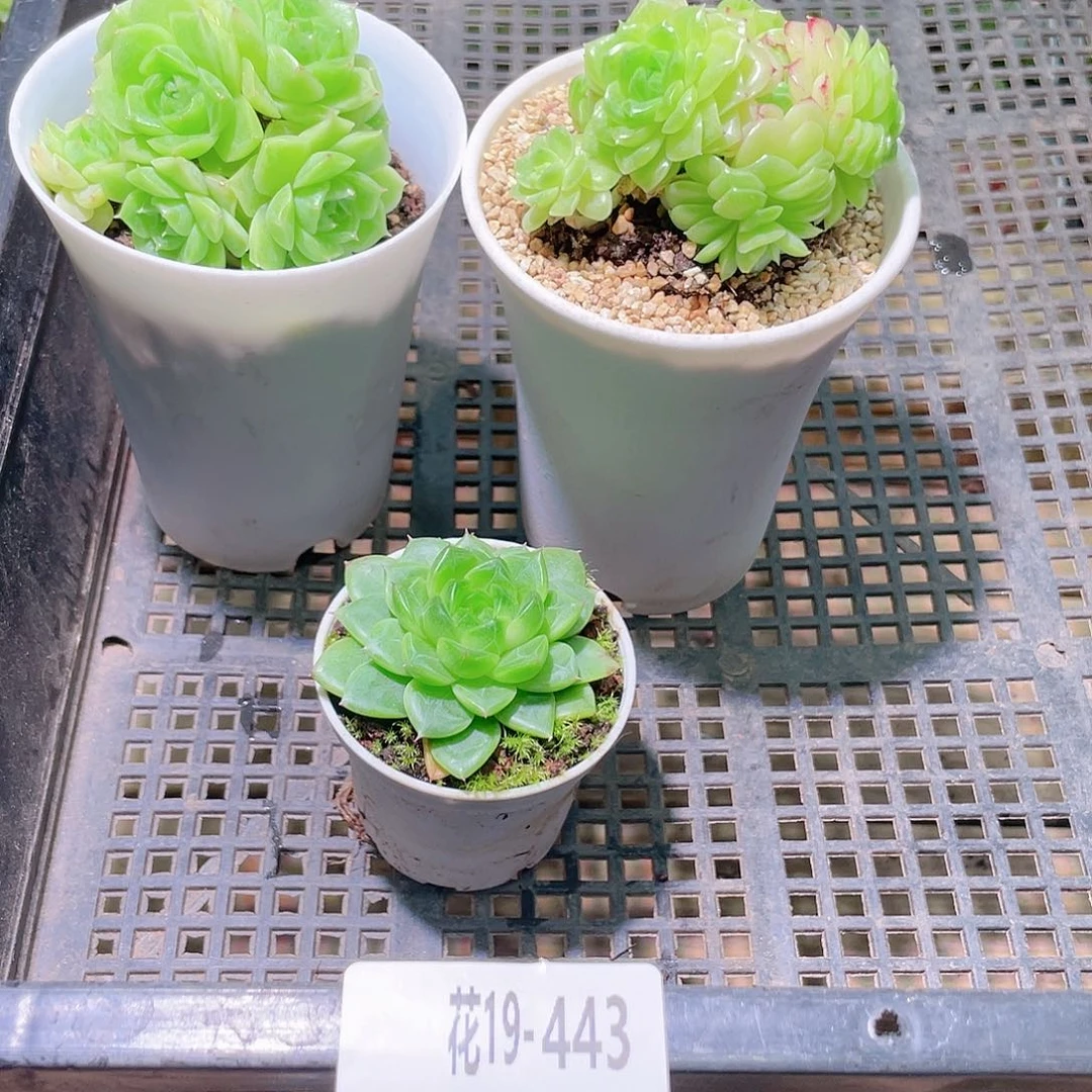 花利美19-443框拍3颗