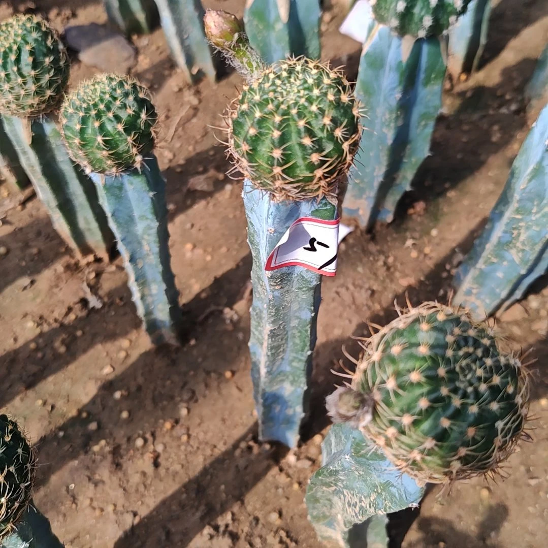 金荷花龙神木嫁接福57