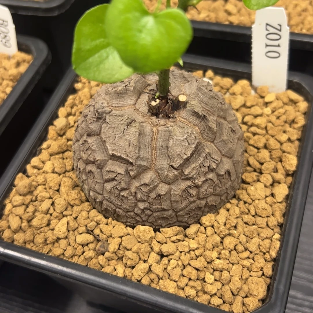 精品盆栽养定的龟甲龙010号