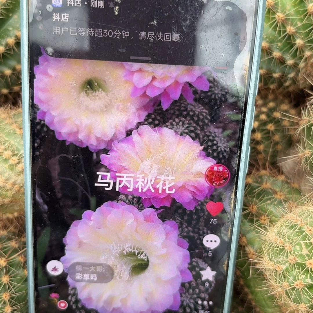 马丙无根侧牙四公分