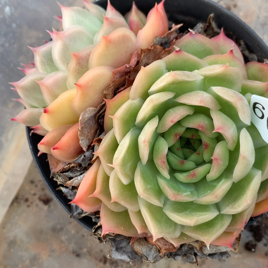 6014杂交多肉老桩