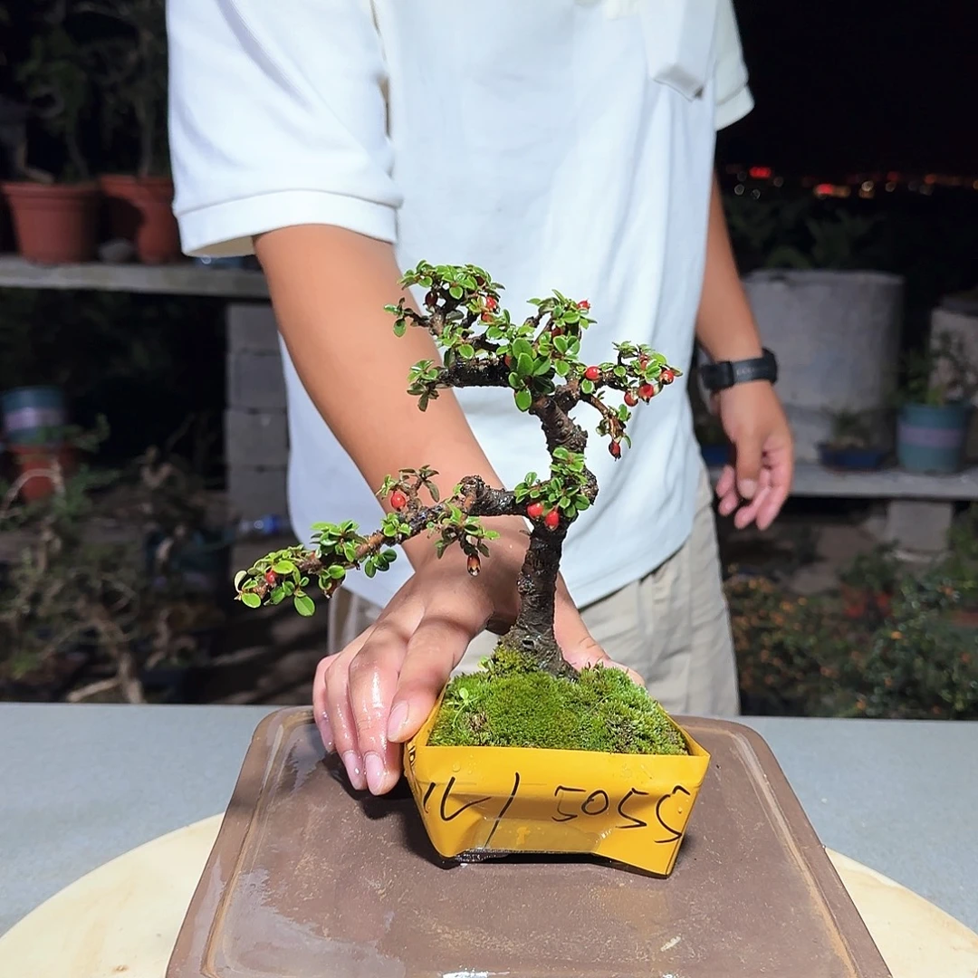 完全开放白花栒子