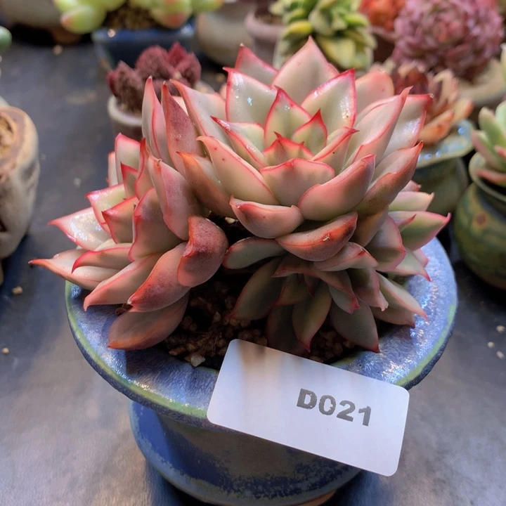 一物一拍含盆土满38包邮D021