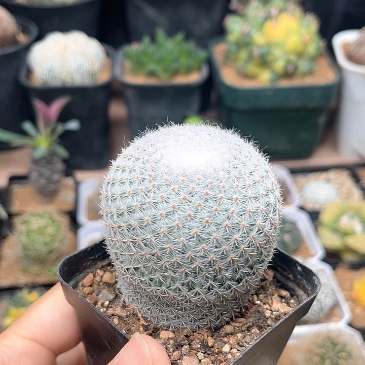 5.5cm雪猿希望丸实生球一颗