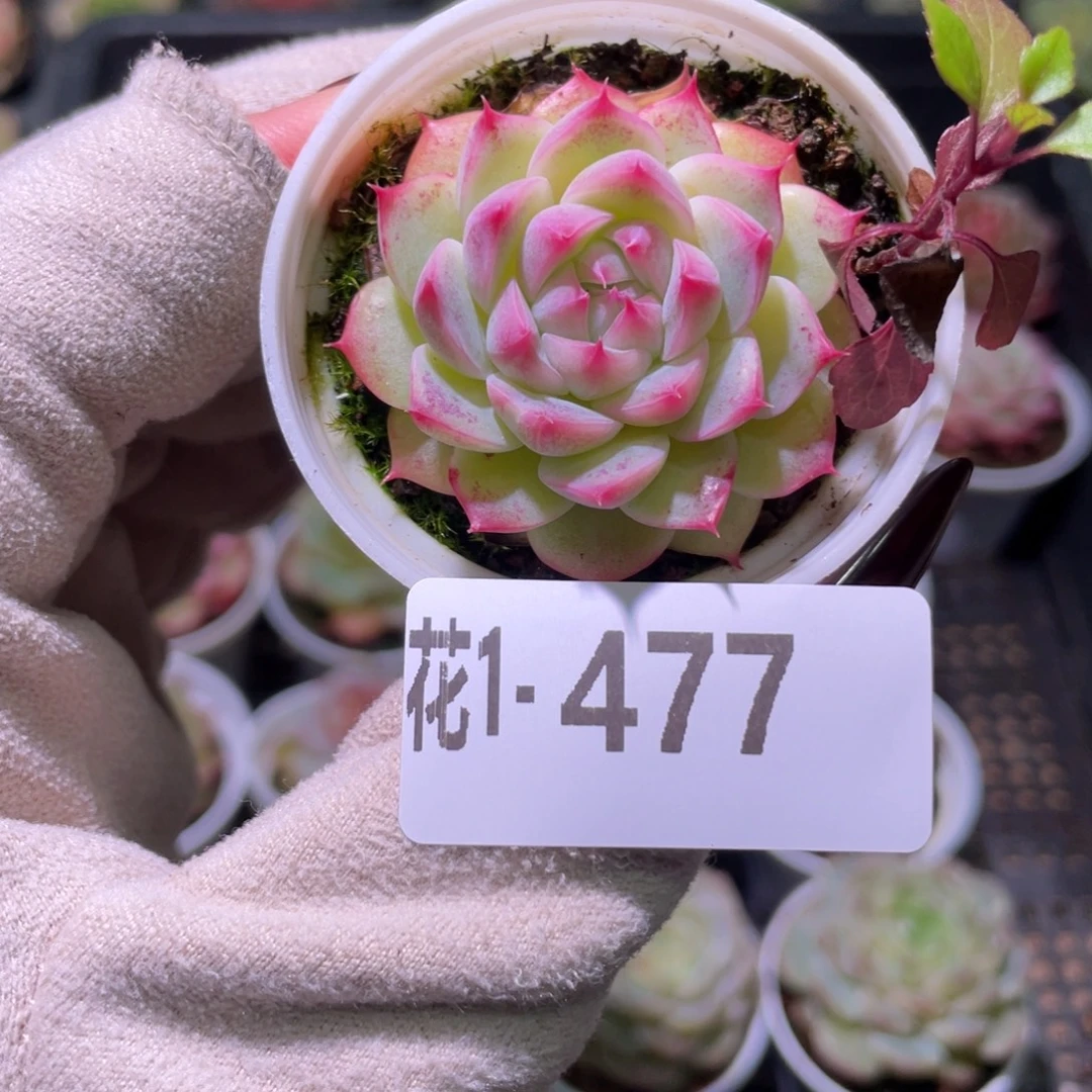 花利美1-477新品单头