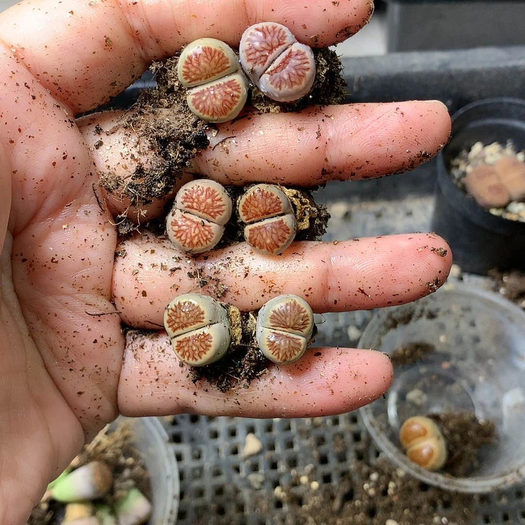 K306多肉植物保护