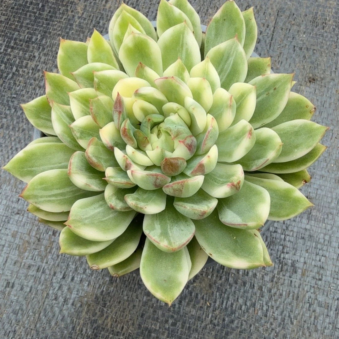 苍翠锦锦上园艺一物一拍