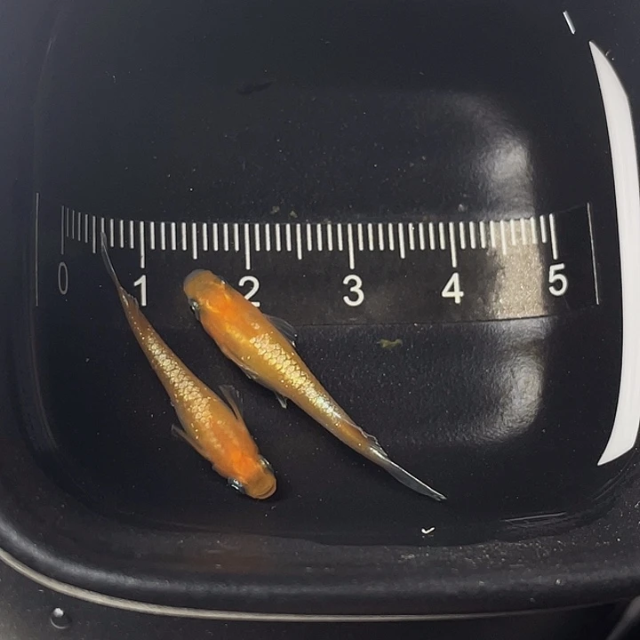 青鳉鱼林血赤壁一对