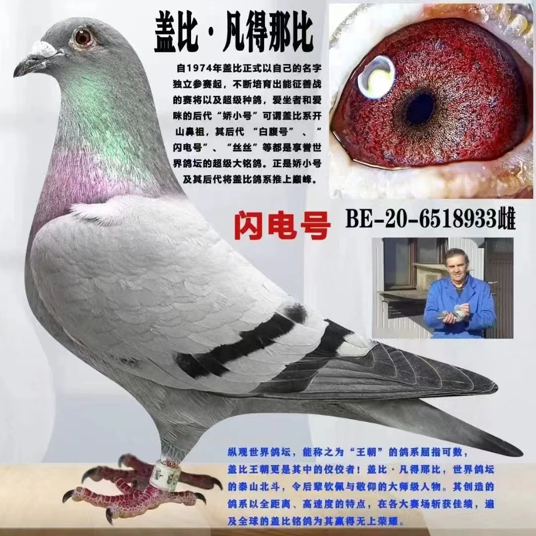 信鸽种鸽活体幼鸽詹森血统鸽子包邮