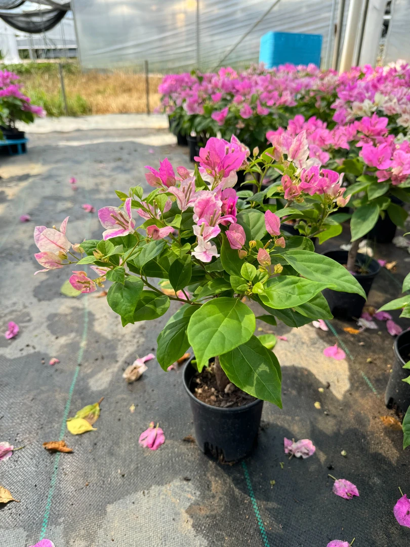 漳红樱三角梅经典--基地直发原盆阳台爬藤垂吊庭院网红款四季勤花