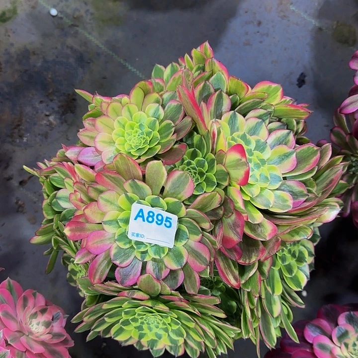 且***8895朝霞8号前发货