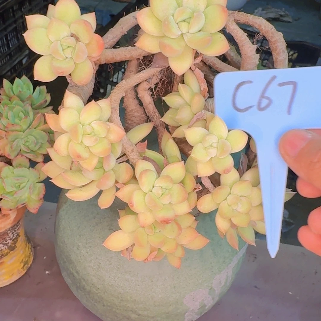 多肉植物和植物等植物