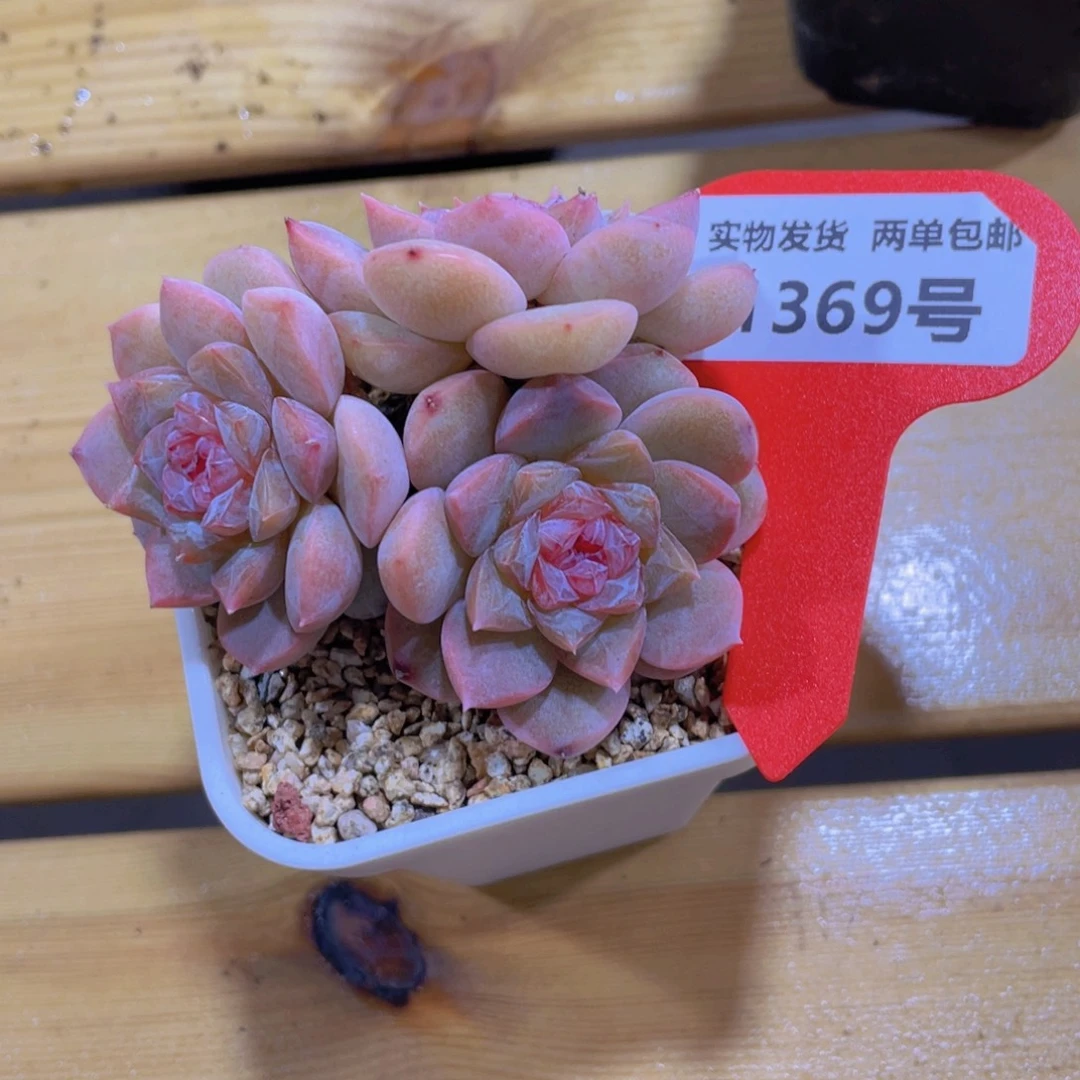 1369号 老桩孤品糖心多头