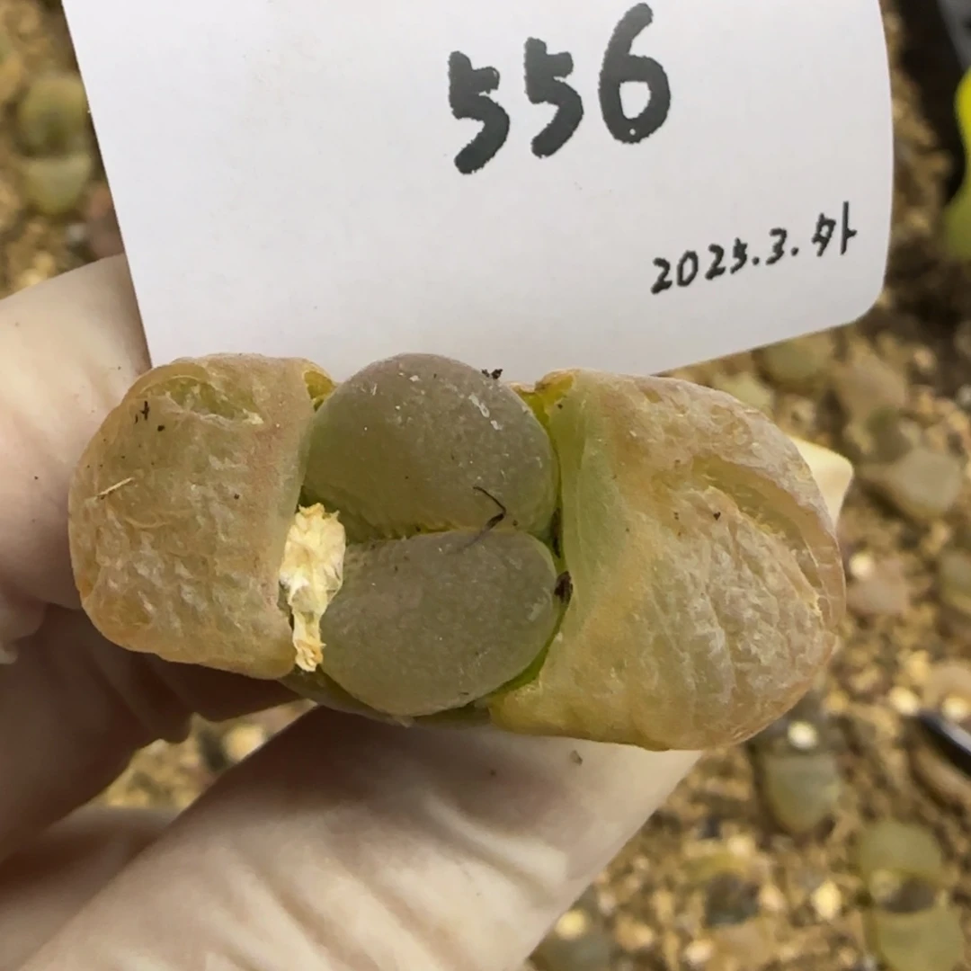 呼*多肉多肉多肉556