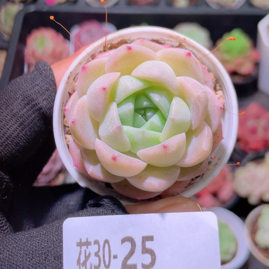花利美30-25新品