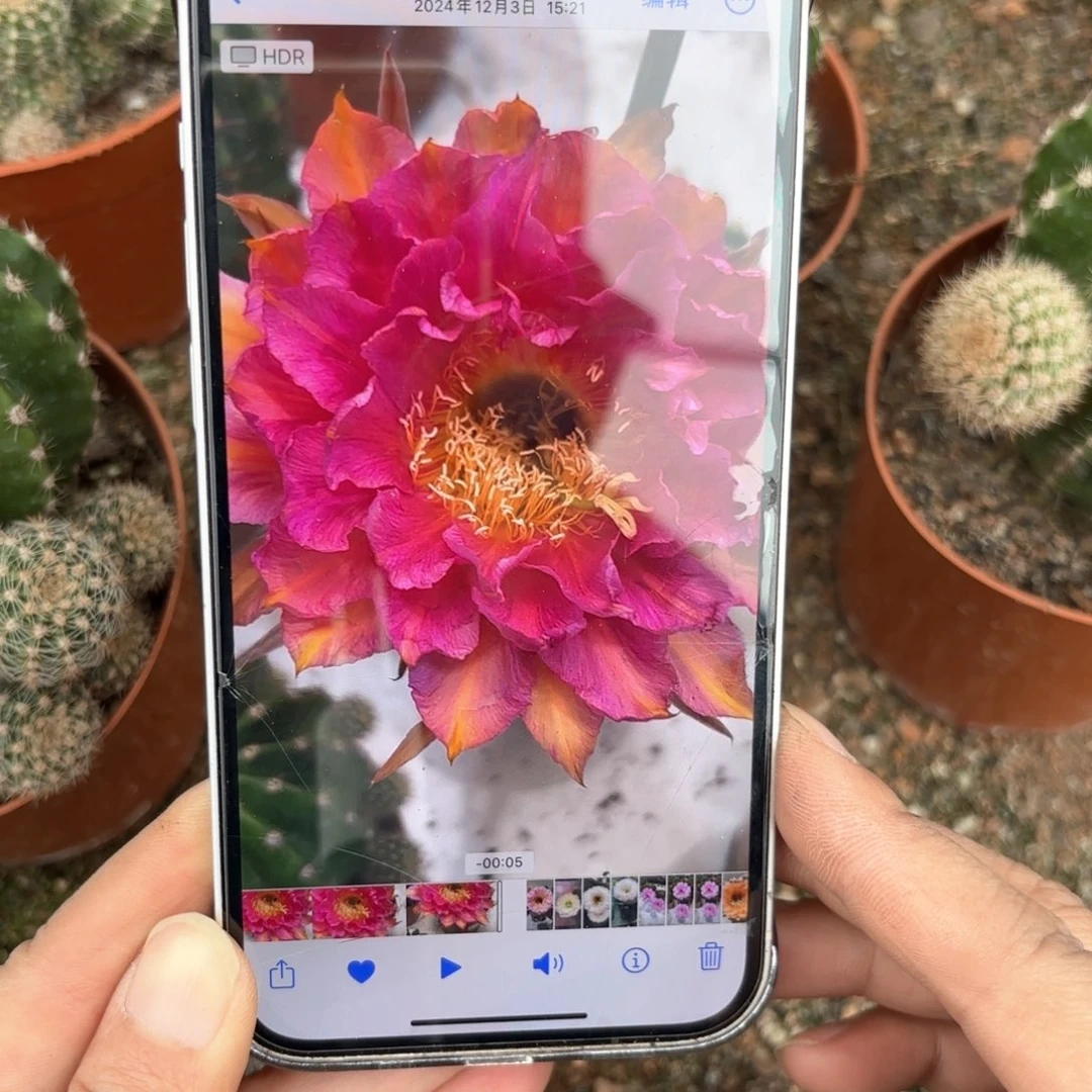 彩草95号7公分左右