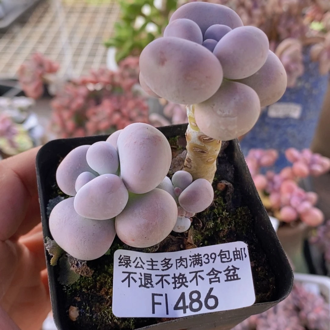 芭比奶洛6cm486多肉植物