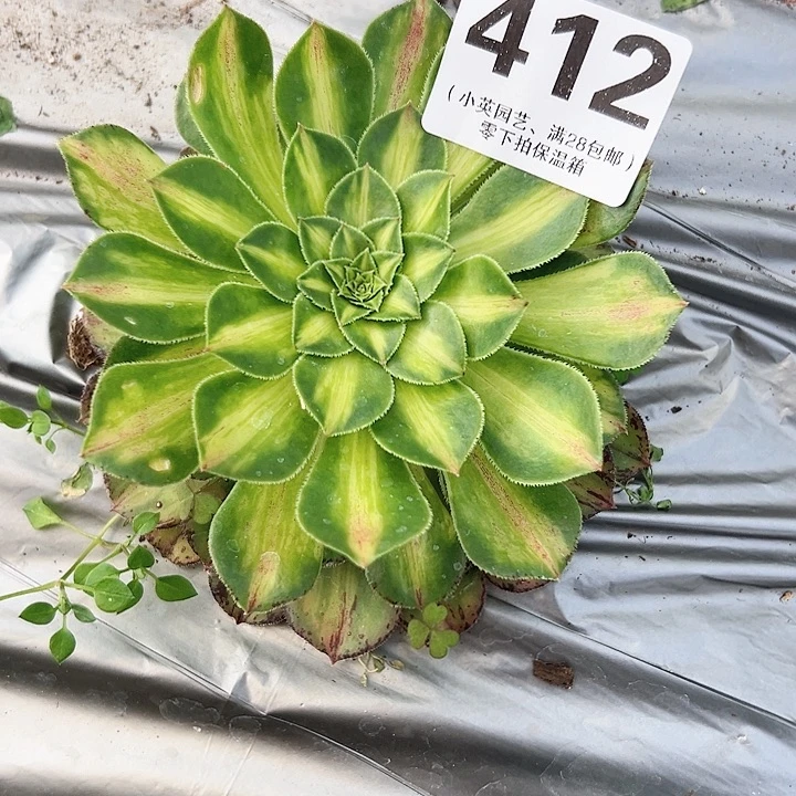 㐓****i412多肉植物知否