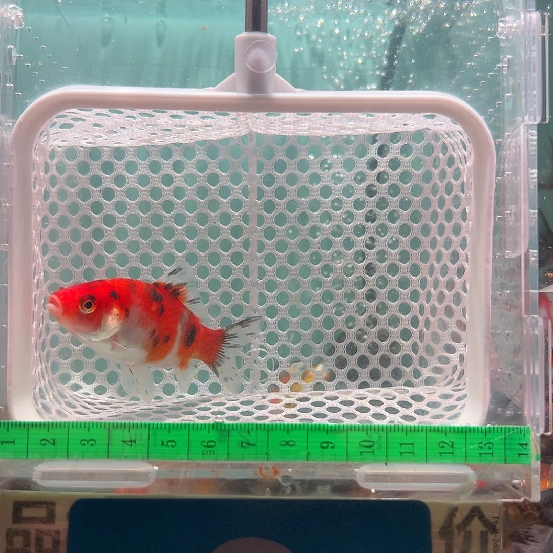 金鱼3号 短尾草金