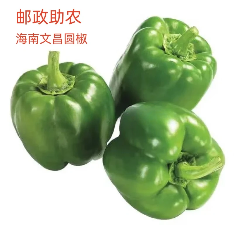 【邮政助农】海南农家圆青椒水果椒饭店家庭炒菜椒新鲜不辣地里直发