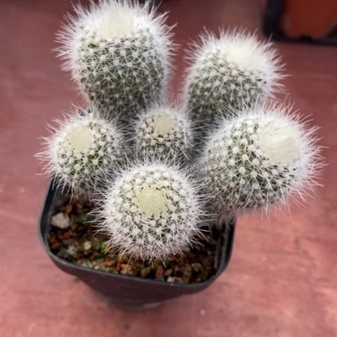 实生白小丁7仙人球