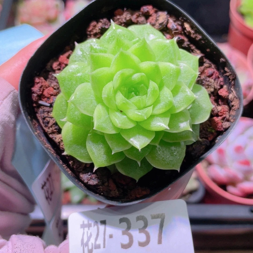 花利美27-337麦秆