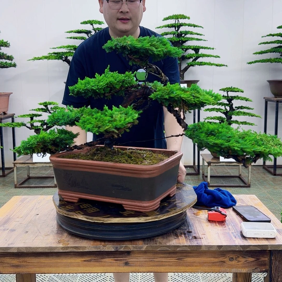 无花朵柏树造型盆景带盆