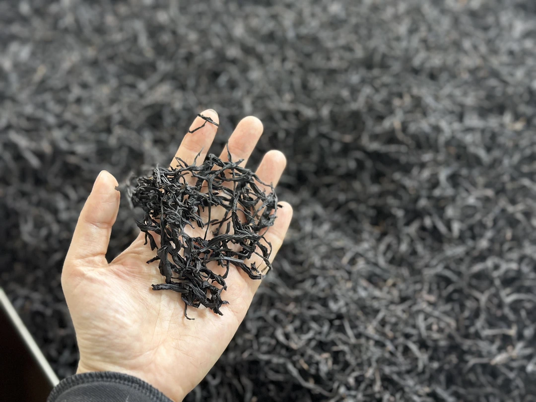 单丛茶蜜兰香茶青制作的红茶  投茶4克80度水冲泡