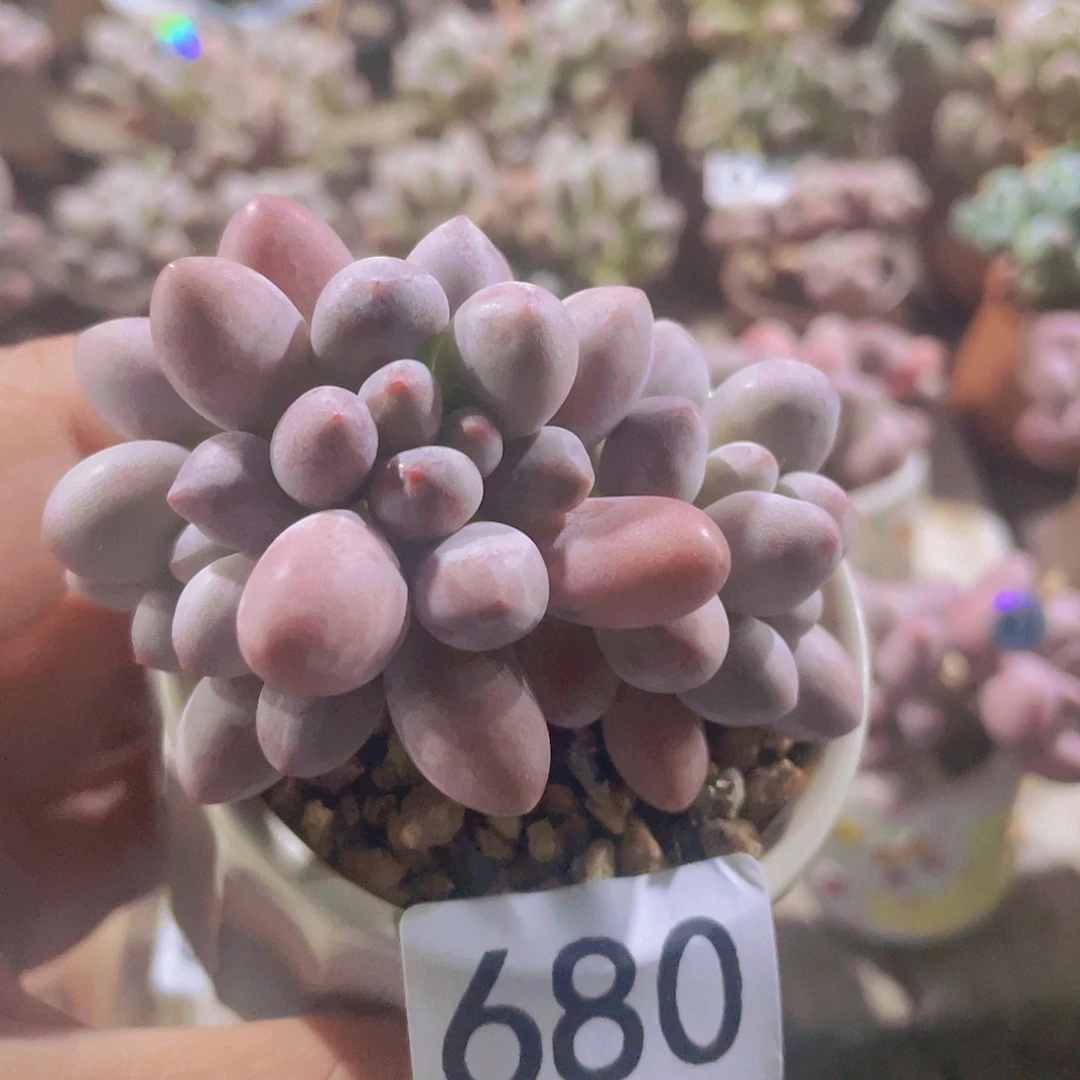 奶尖多肉植物多肉植物