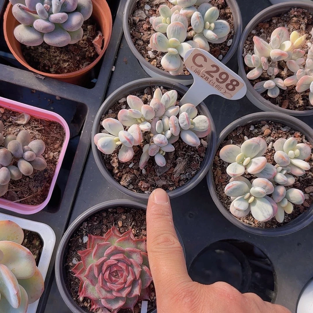 C298乒乓锦一物一拍