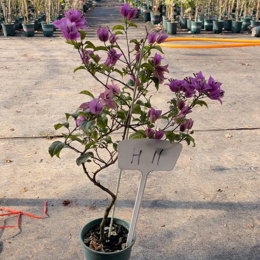 义***军全部花朵巴西紫H11