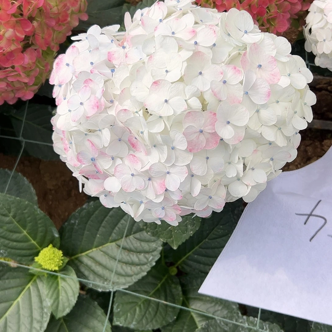完全开放A55 绣球花两单包邮