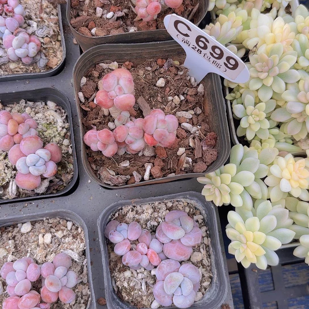 k***yC699苹果奶一物语拍