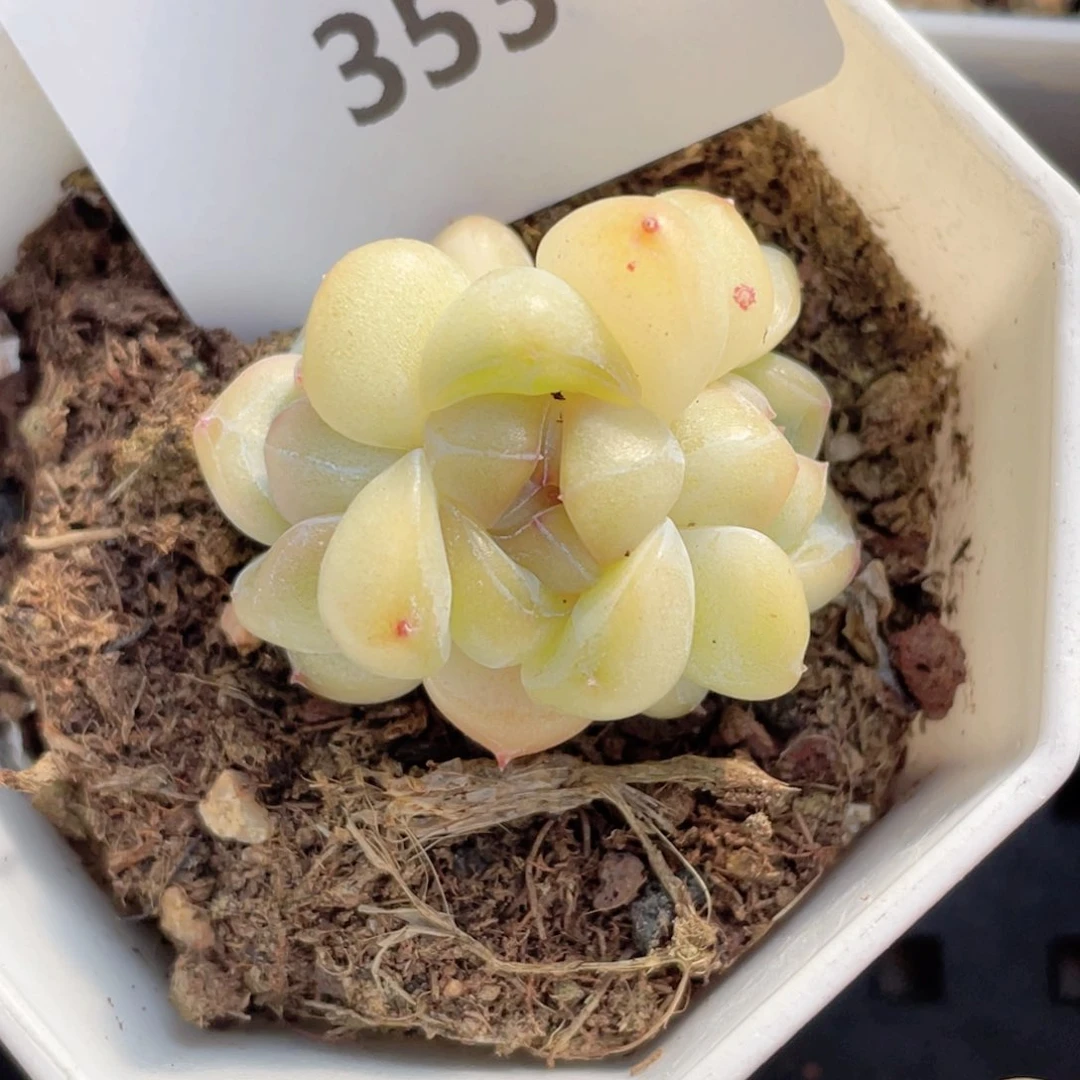 小*孙353号糖心冰心珍妮