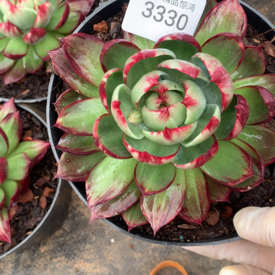 静***离3330一物一拍13厘米