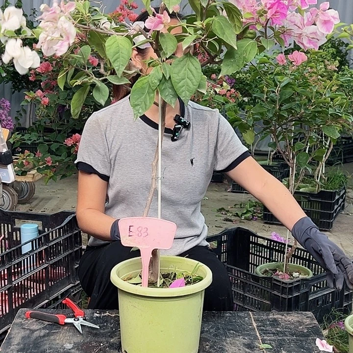 芷***岸大部分花苞少量开放E83漳红樱