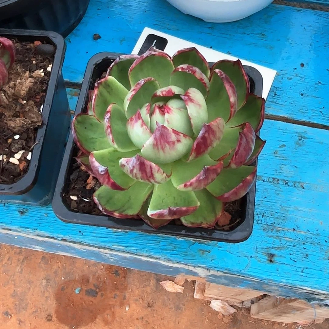 ?**?惊鸿仙子 14公分