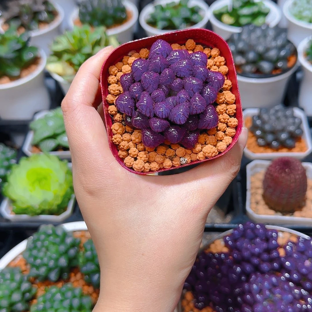 紫宝石冰灯玉露，原盆