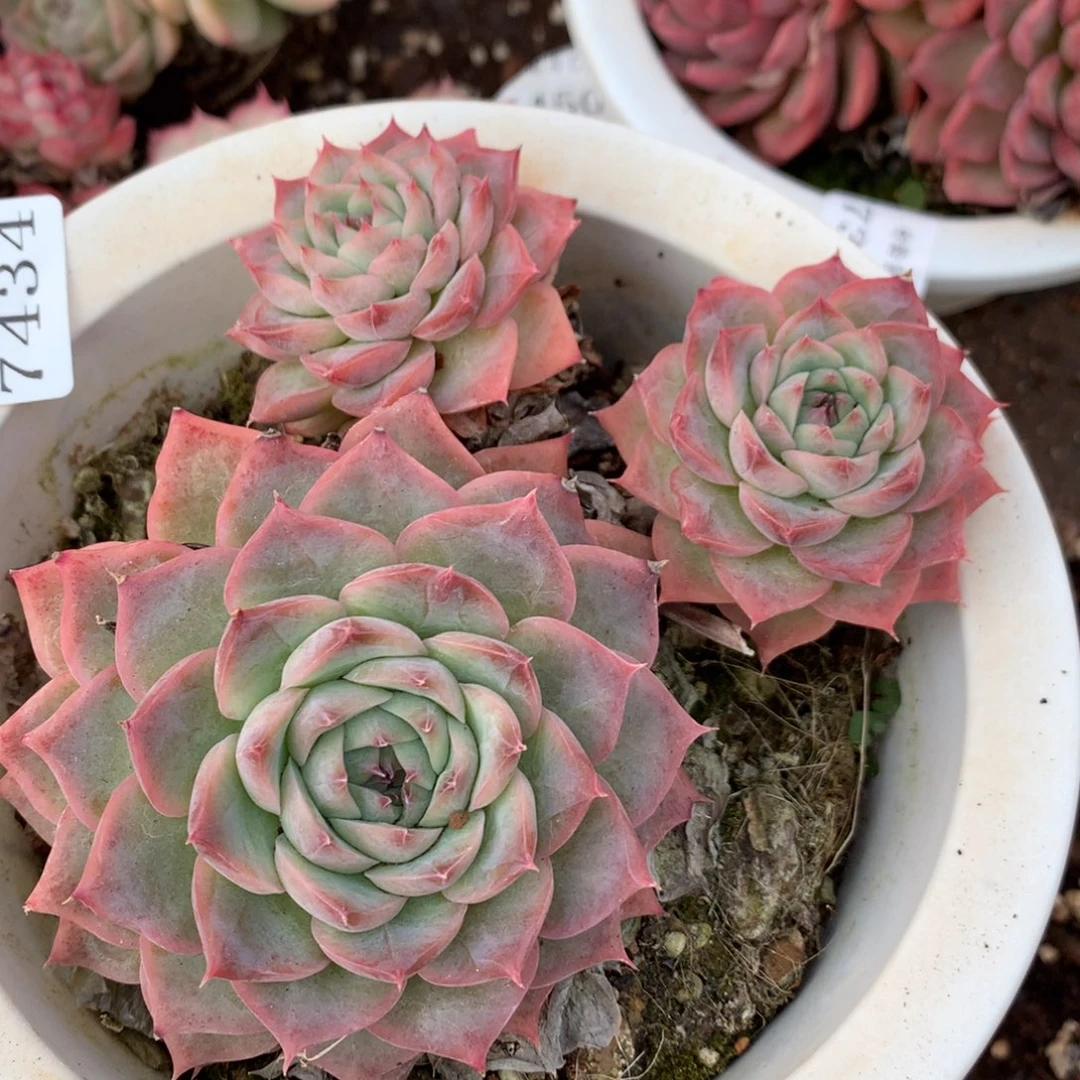 7434新年快乐发发发