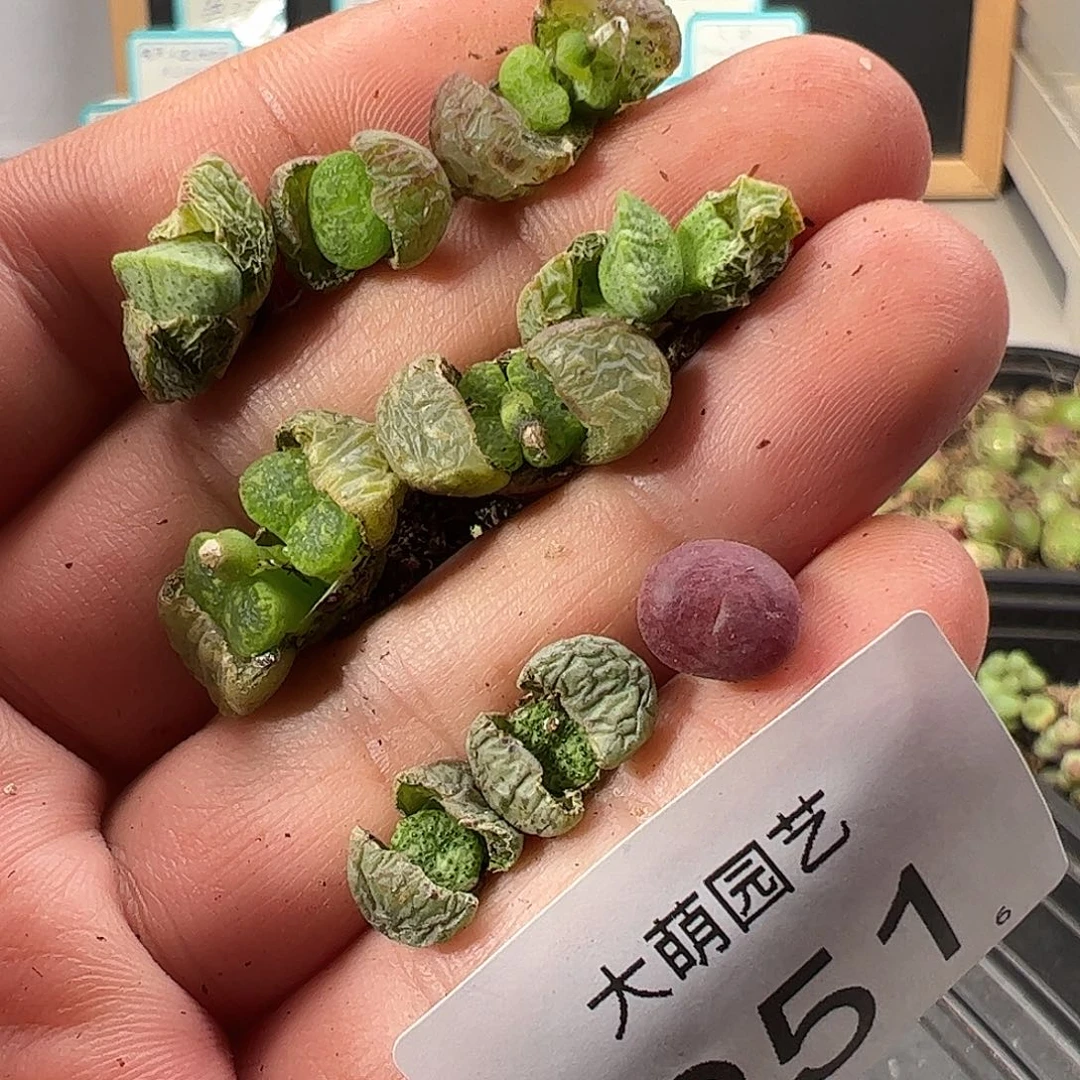 0000251福利无售后