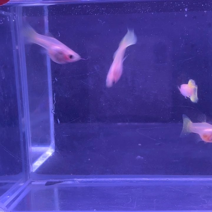 孔雀鱼黄金玻璃猫2对