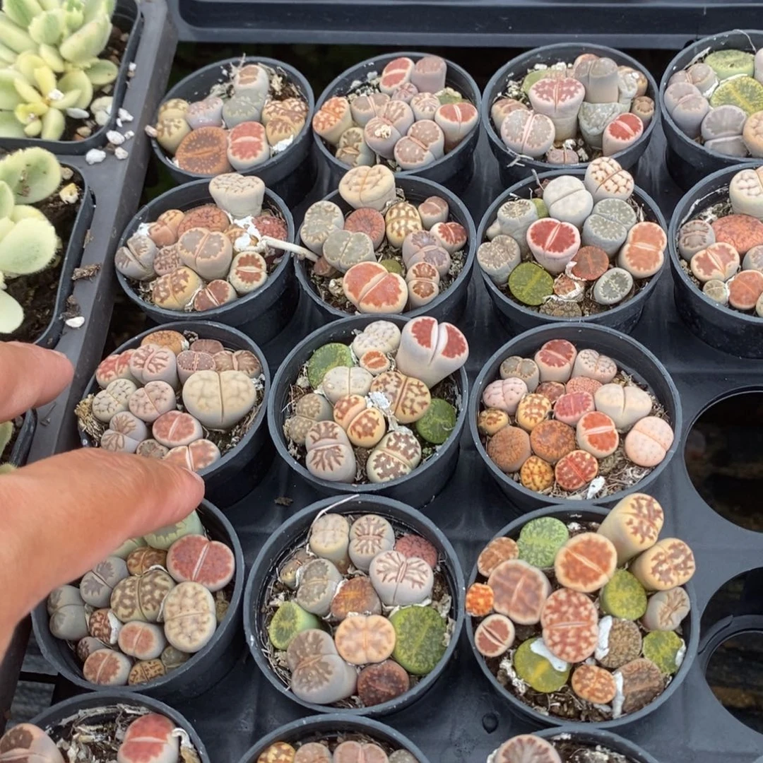 生石花一盆量拍多肉满20元包邮满26送一颗下午发