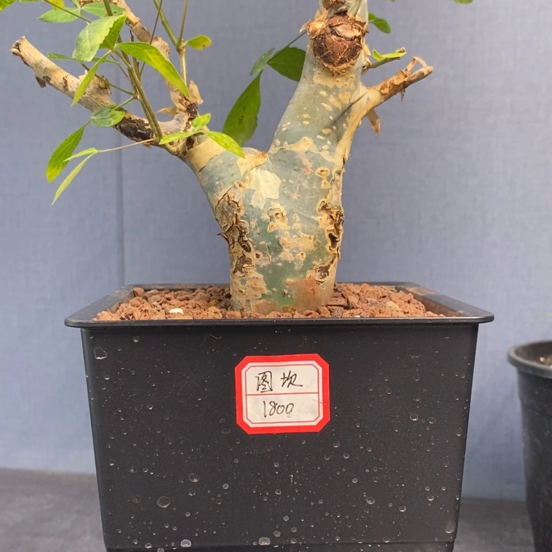 图坎蓝白皮产地熟桩