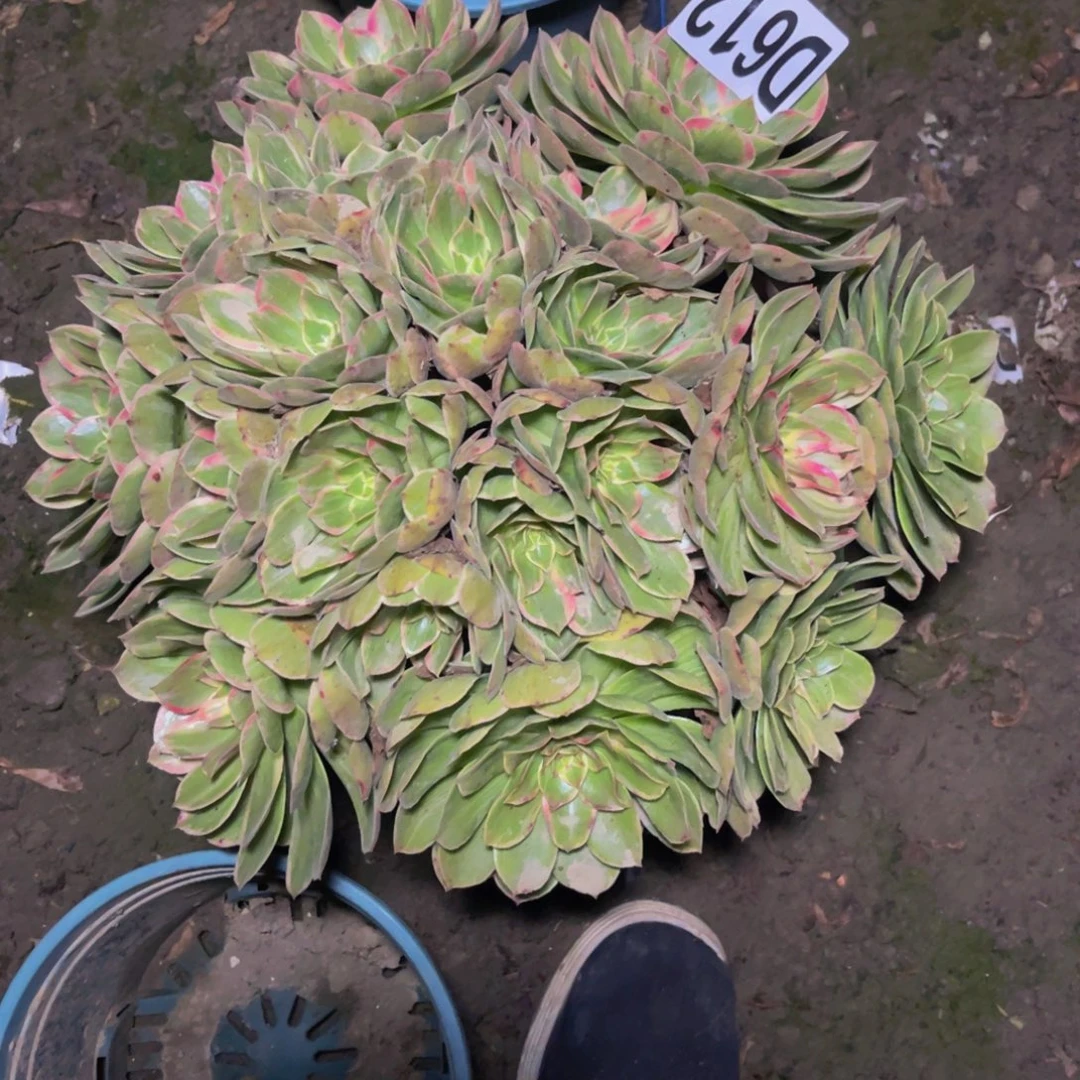 莲花座法师26////22包邮