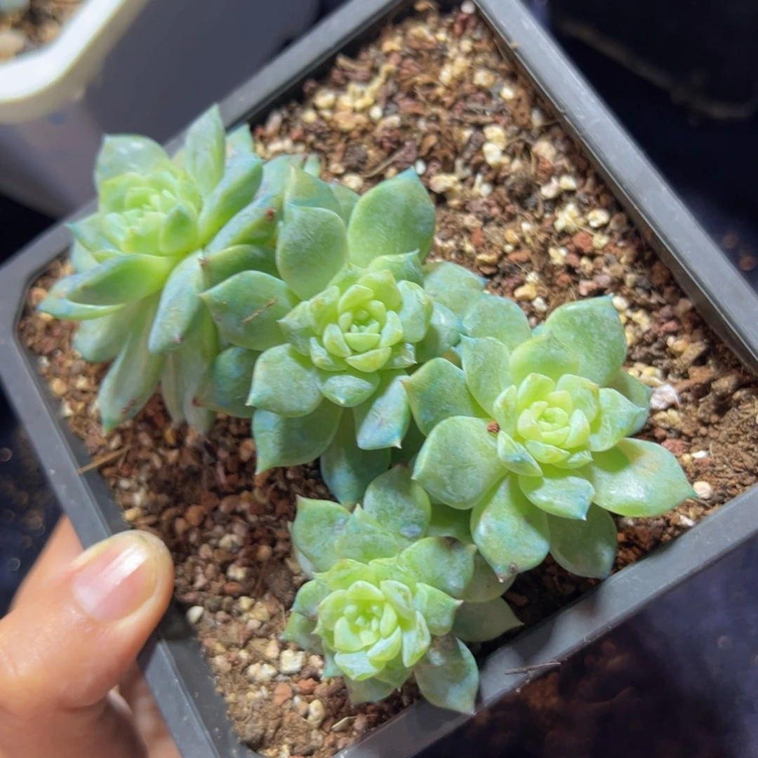 新年快乐 新年快乐